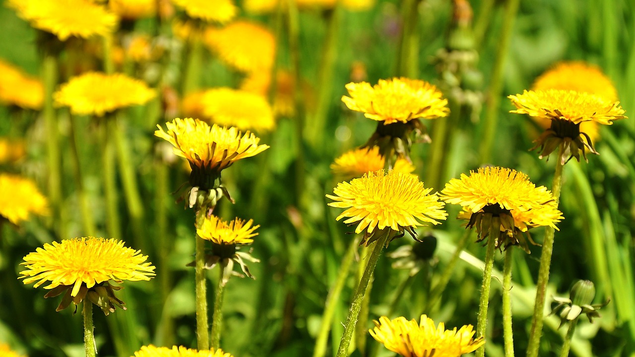 dandelion yellow flower spring free photo