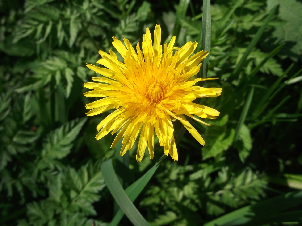 dandelion yellow hundeblume free photo