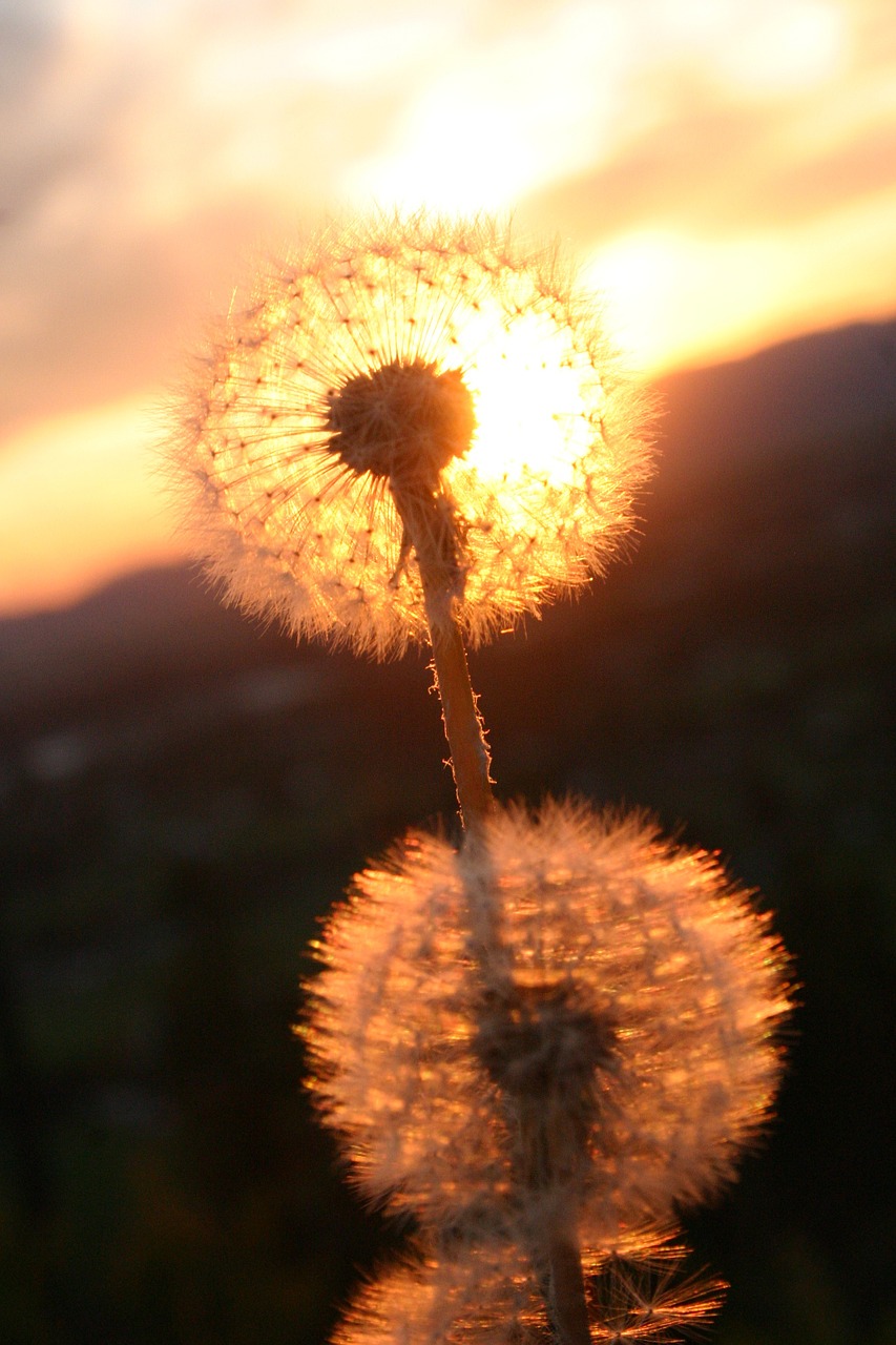 dandelion flower weed free photo