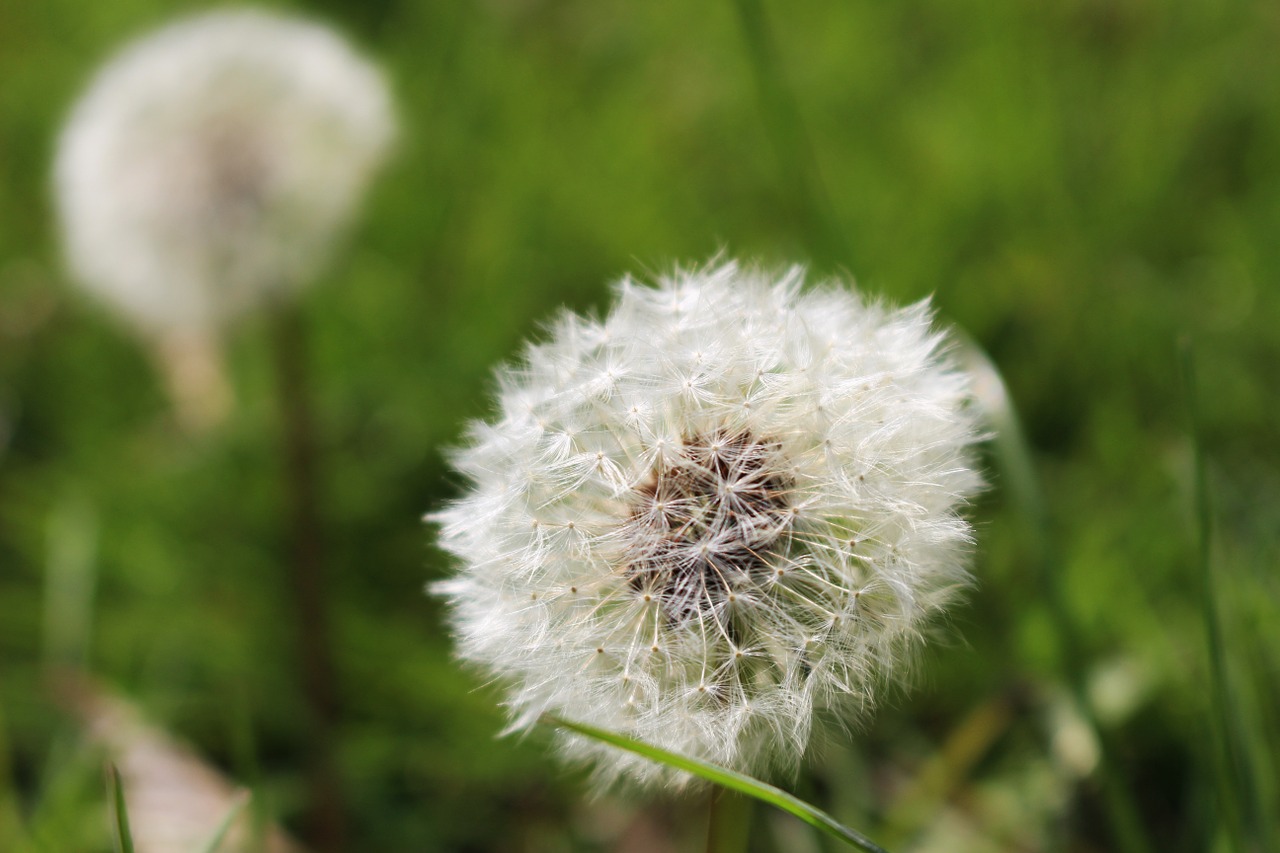 dandelion flower nature free photo