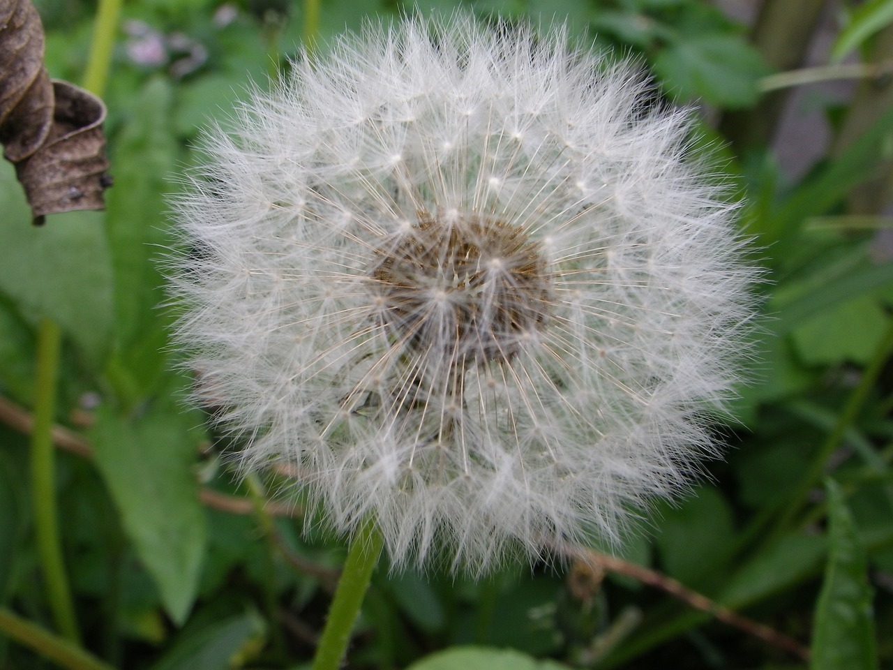 dandelion pointed flower free pictures free photo