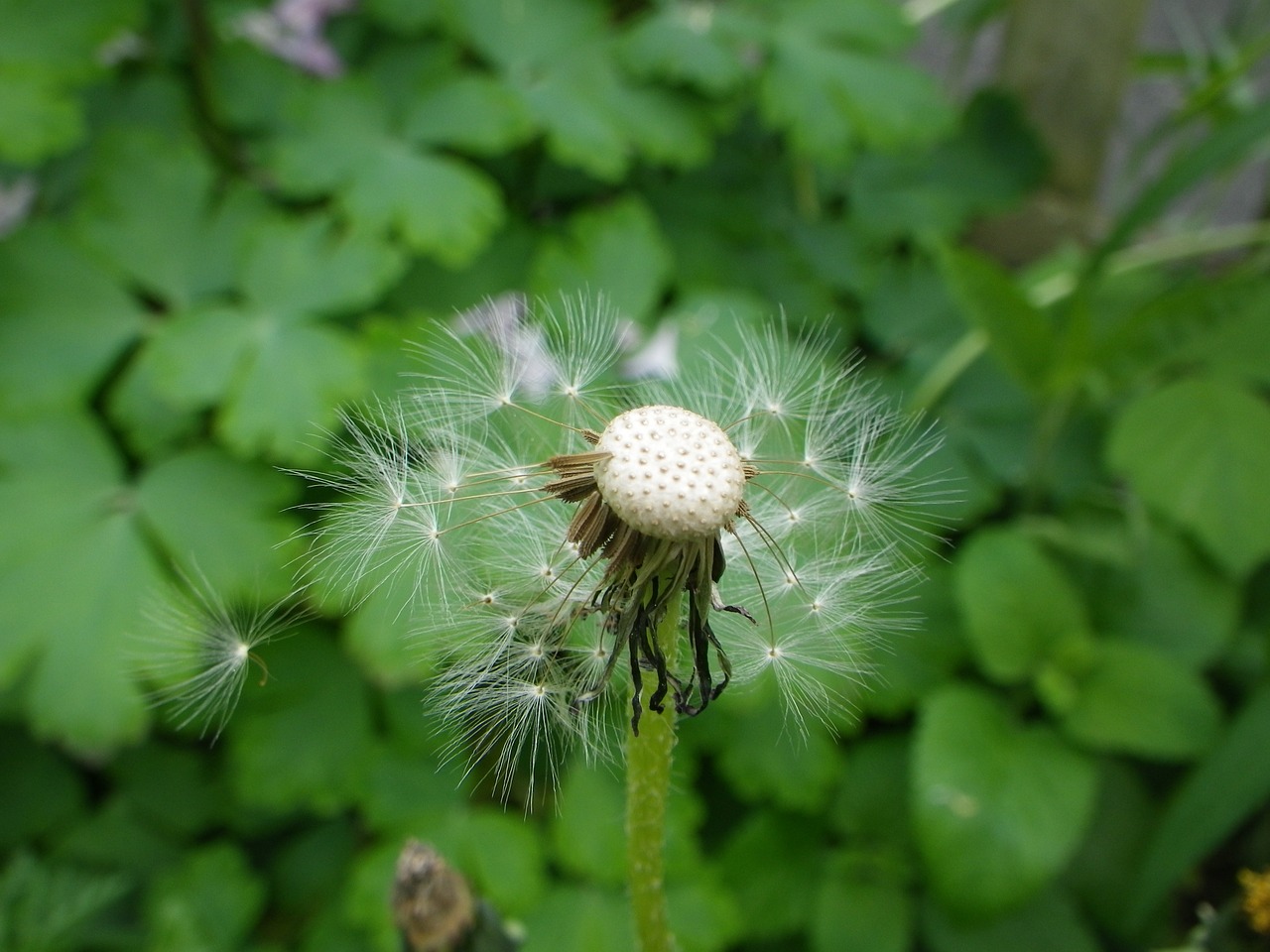 dandelion flower free pictures free photo