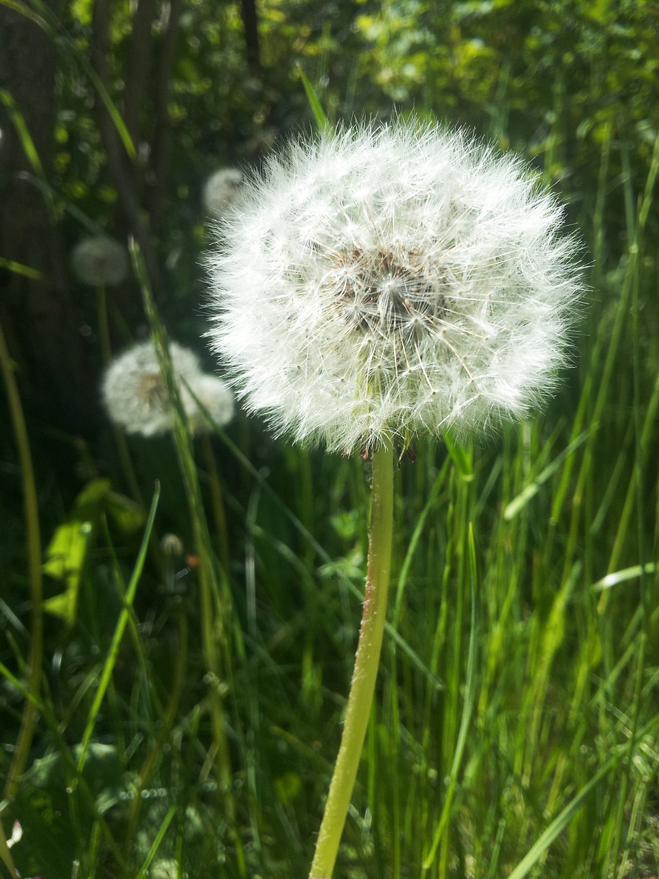 dandelion flower garden spring green free photo