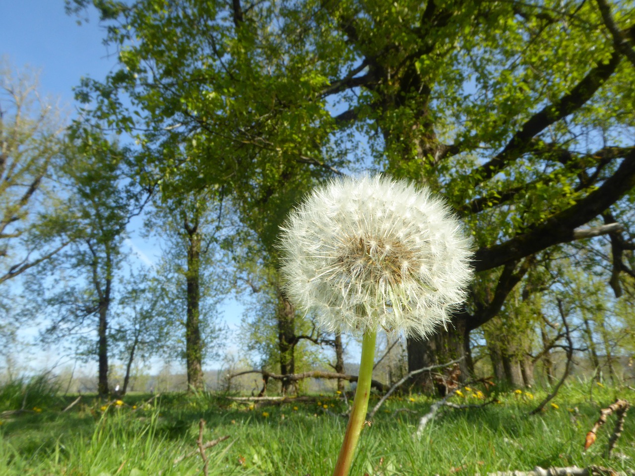 dandelion outdoors wish free photo