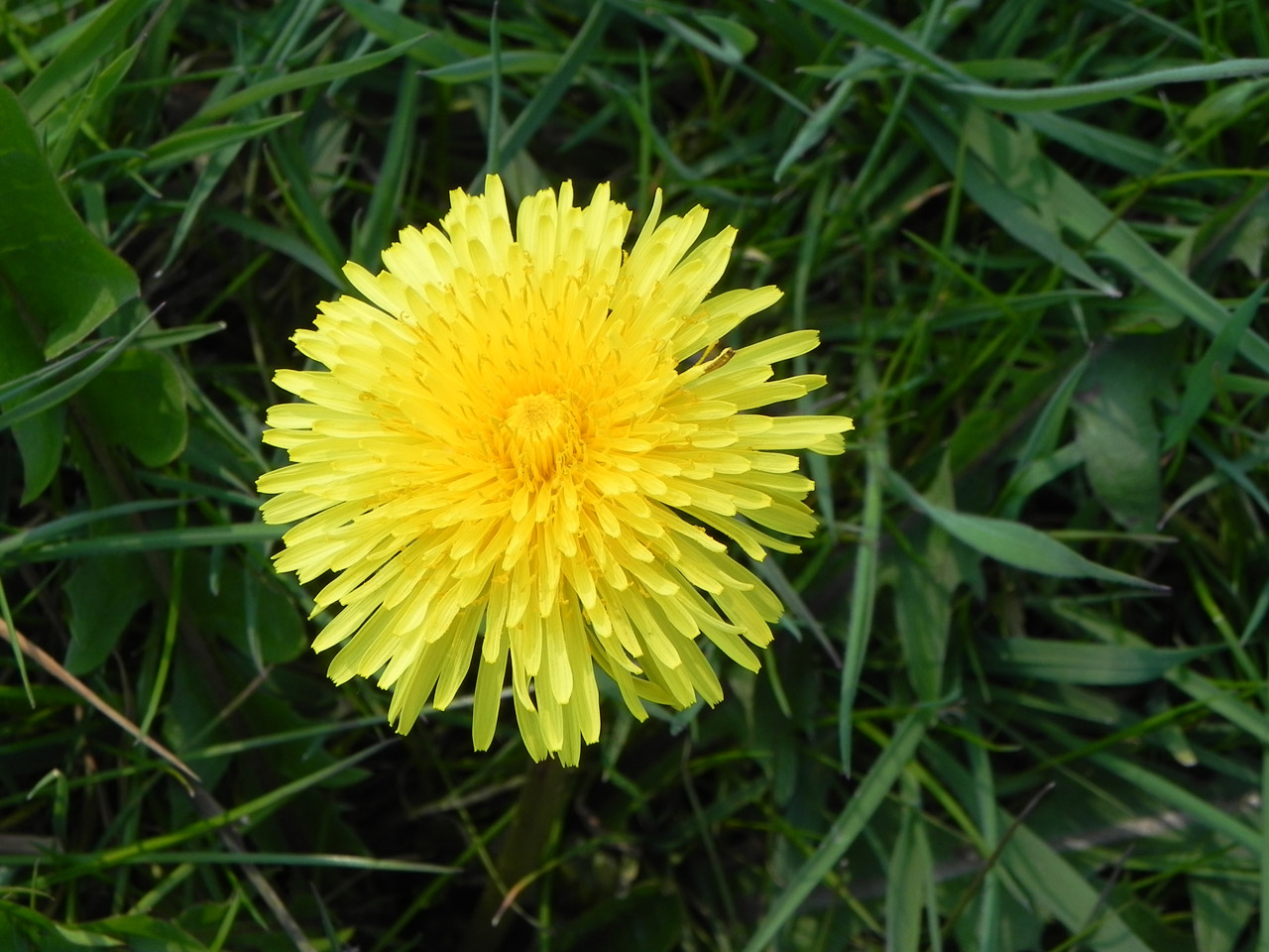 dandelion flower yellow free photo