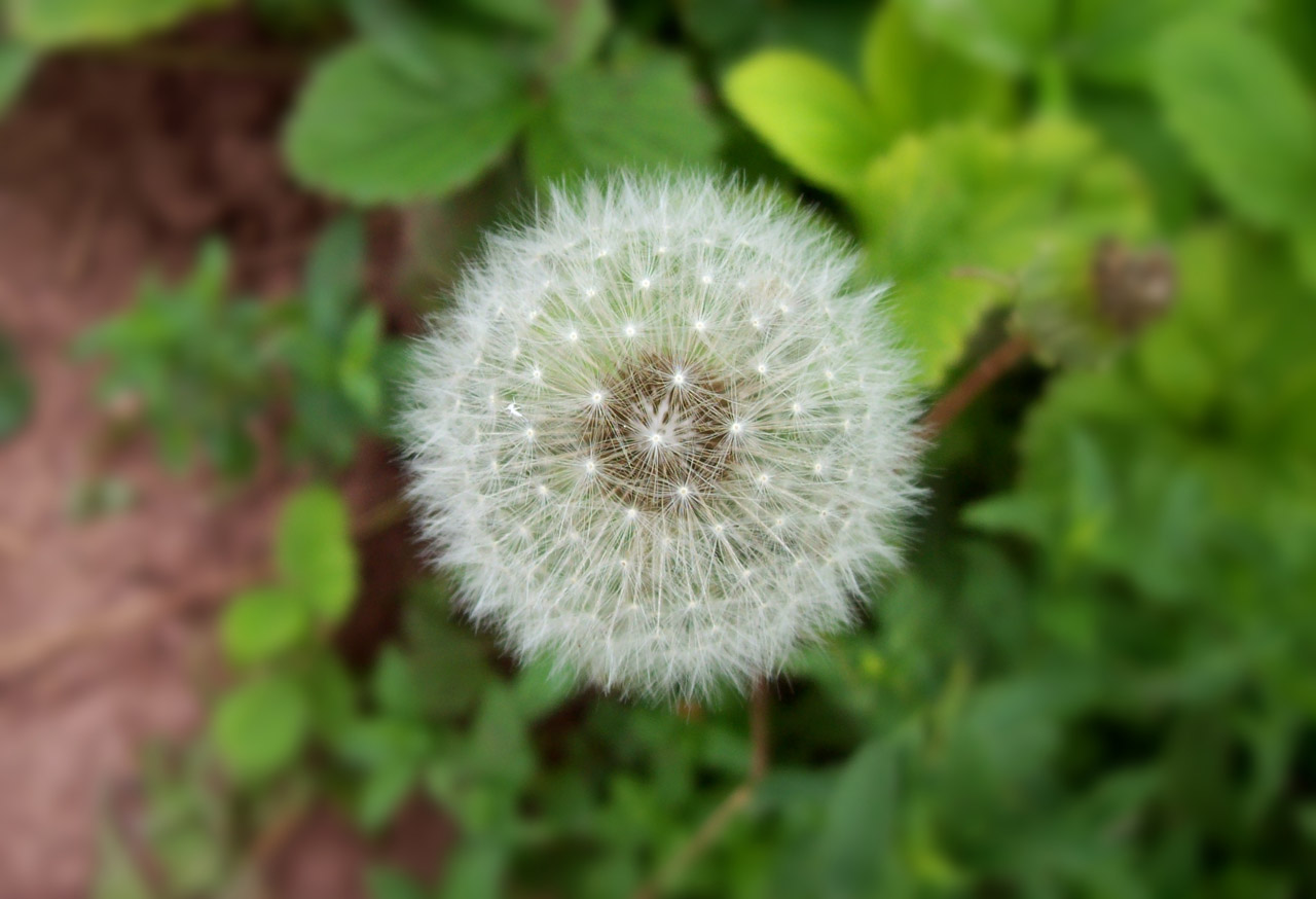 dandelion flower dandelion free photo