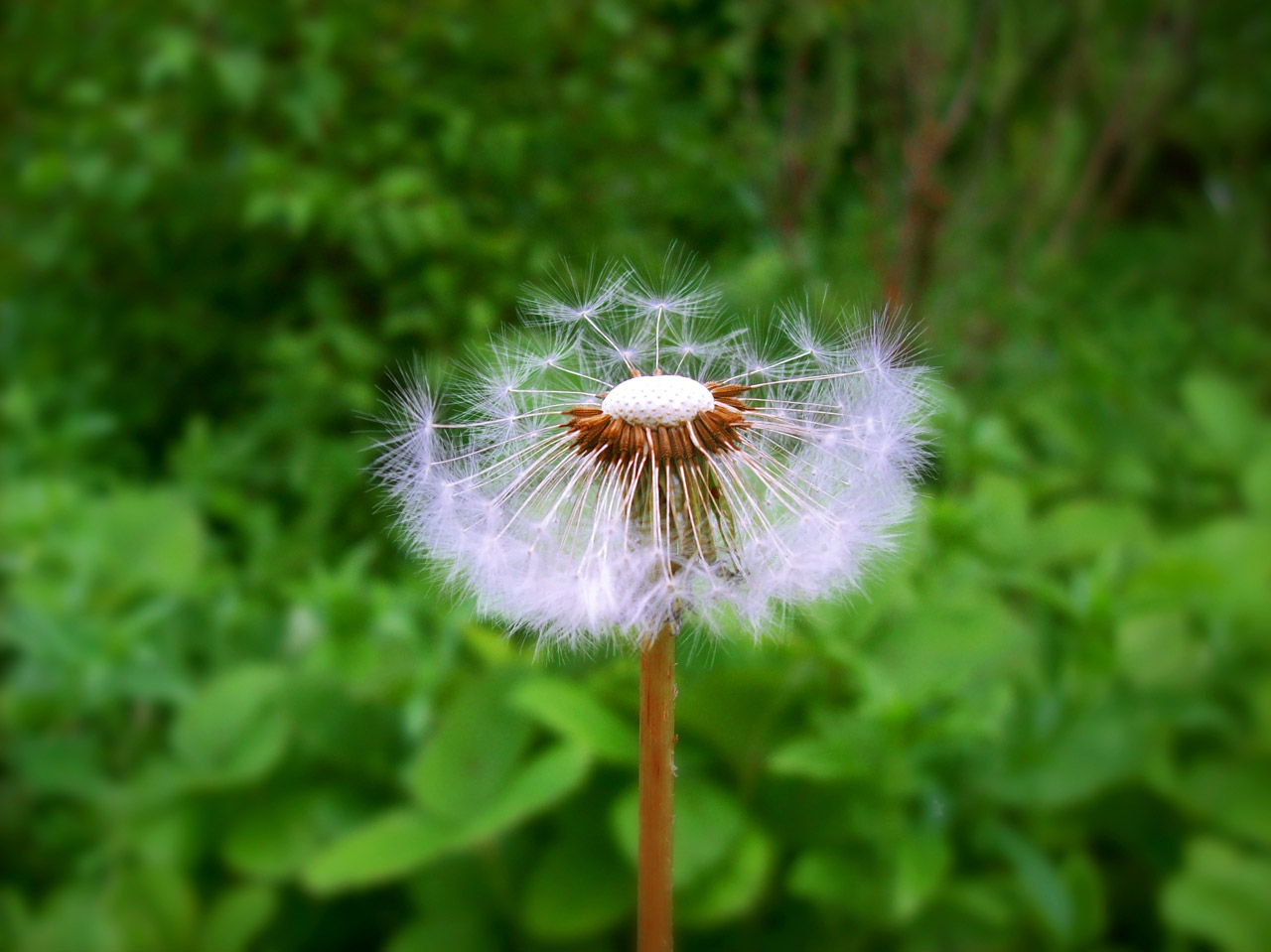 dandelion flower dandelion free photo