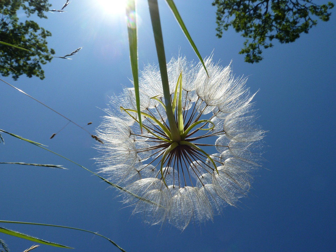 dandelion nature egret dandelion free photo