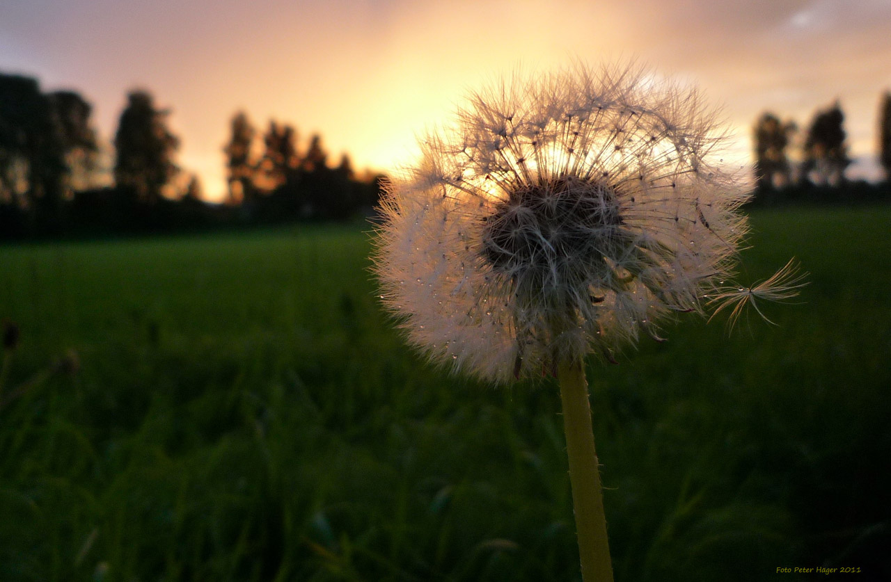 dandelion overblown dandelion free photo