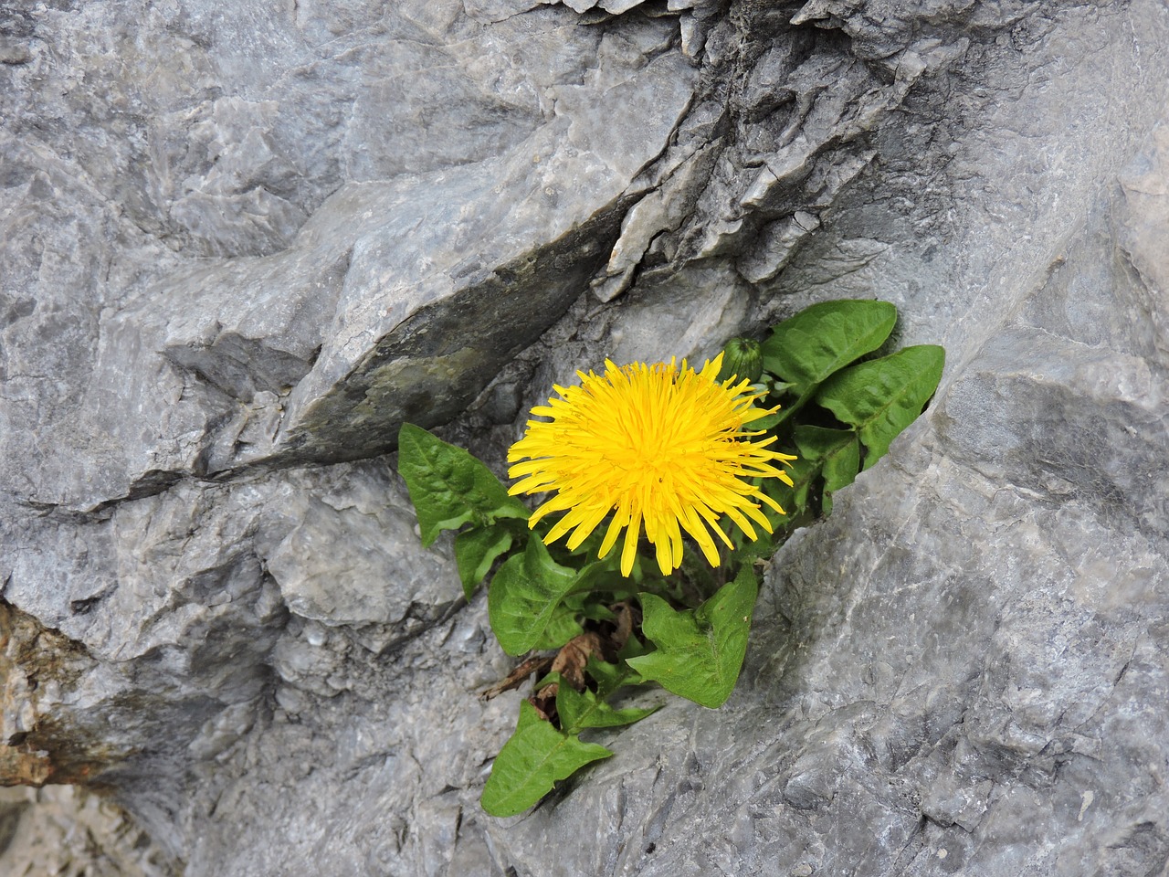 dandelion rock flower free photo