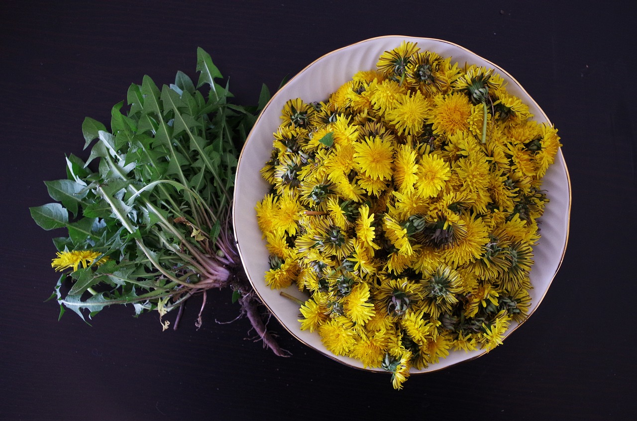 dandelion health salad free photo