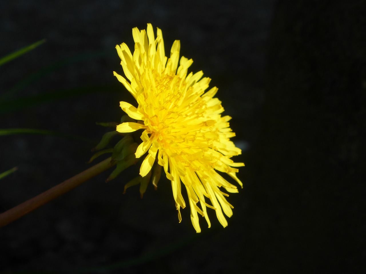 dandelion yellow weed free photo