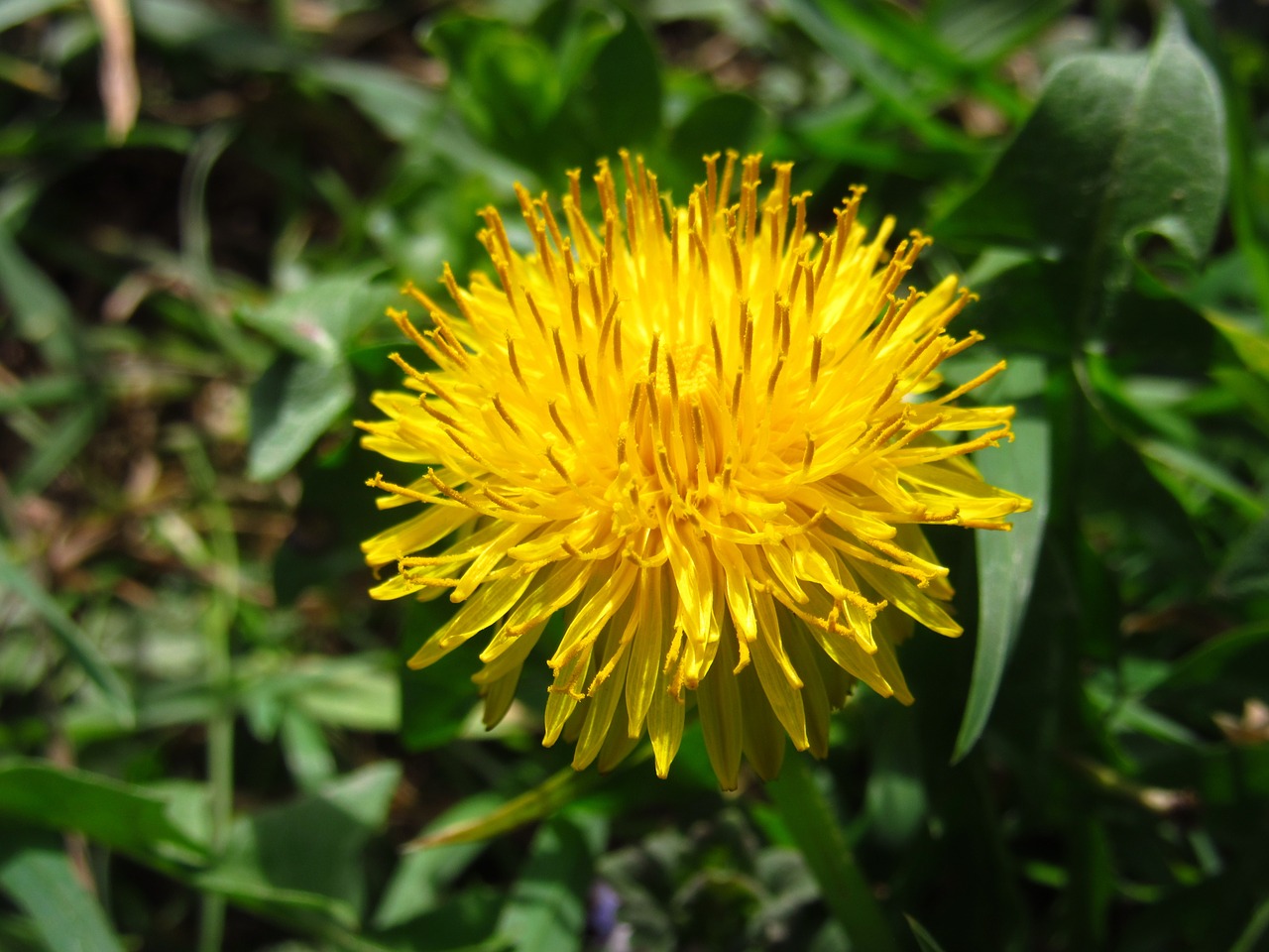 dandelion taraxacum common dandelion free photo