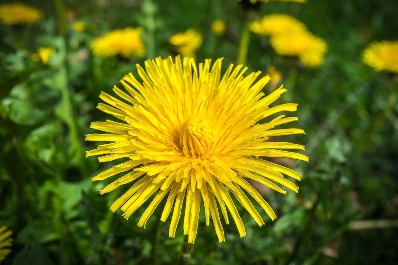 dandelion flower blossom free photo