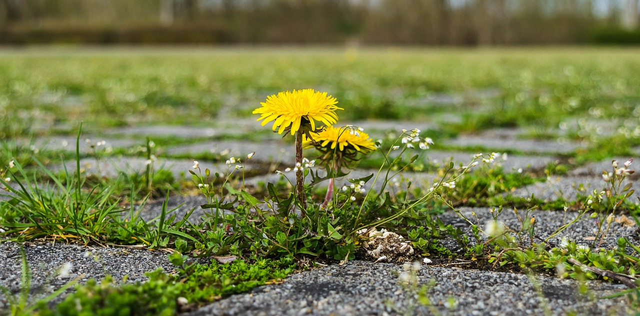 dandelion lonely parking free photo