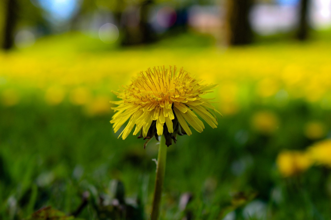 dandelion field flowers free photo