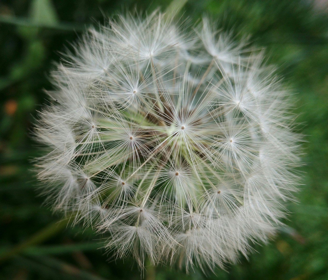 dandelion plant herb free photo