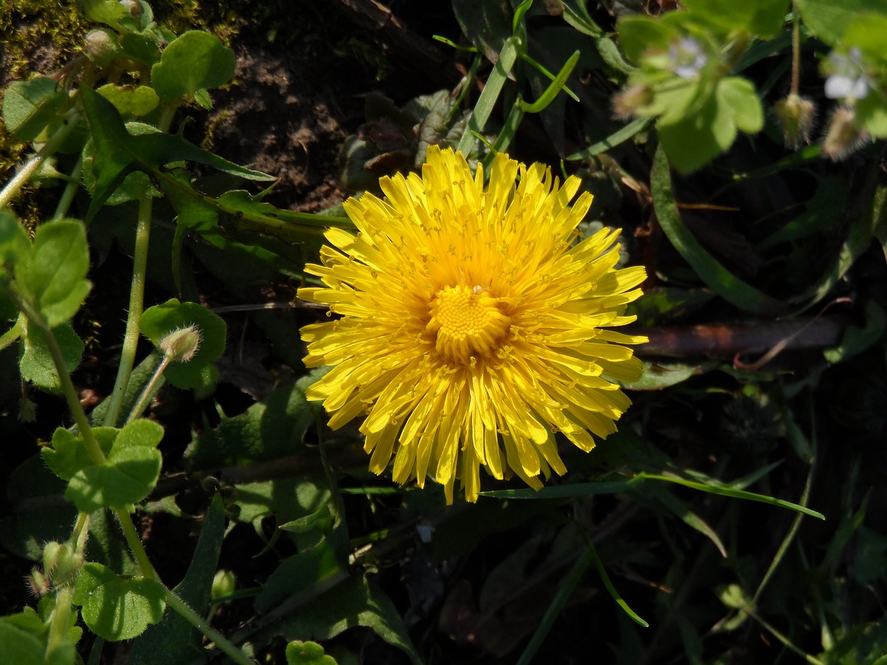 dandelion blossom bloom free photo