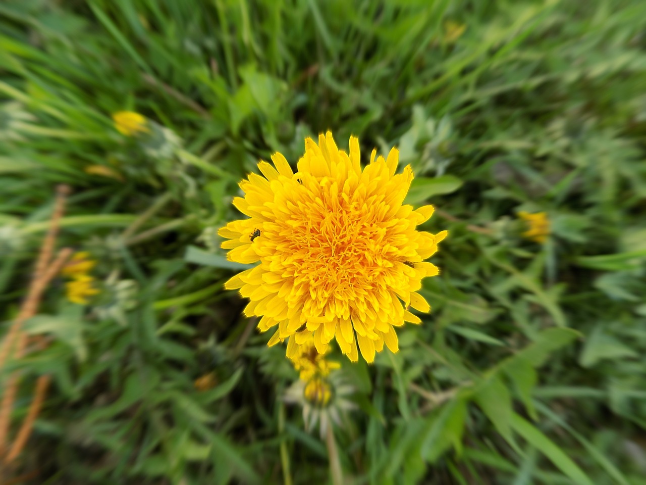 dandelion meadow yellow free photo