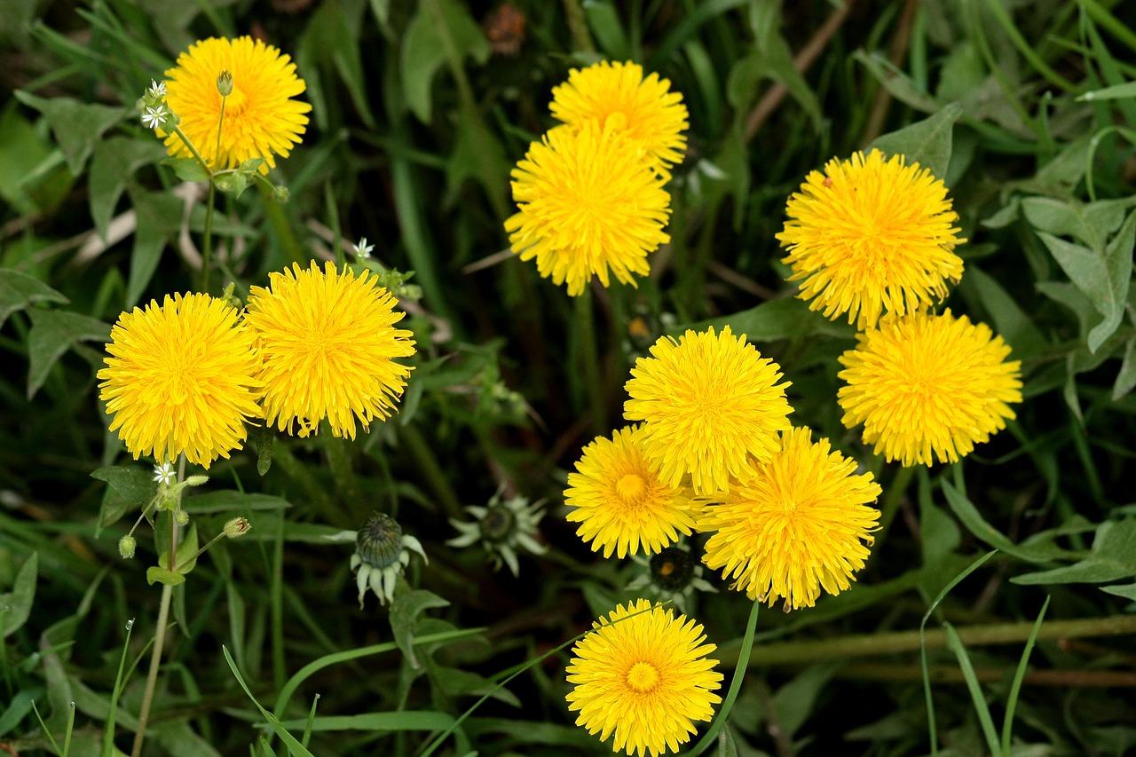 dandelion yellow flower free photo