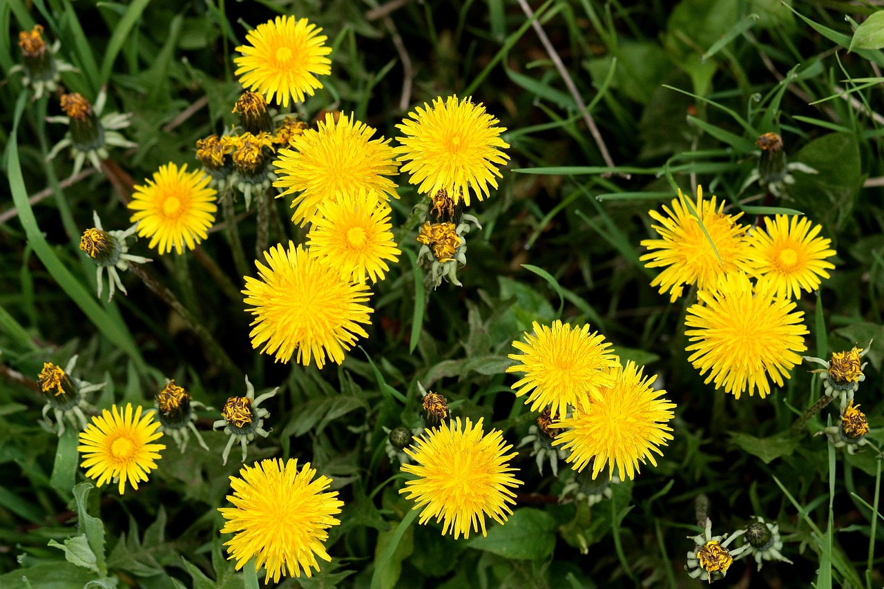 dandelion yellow flower free photo