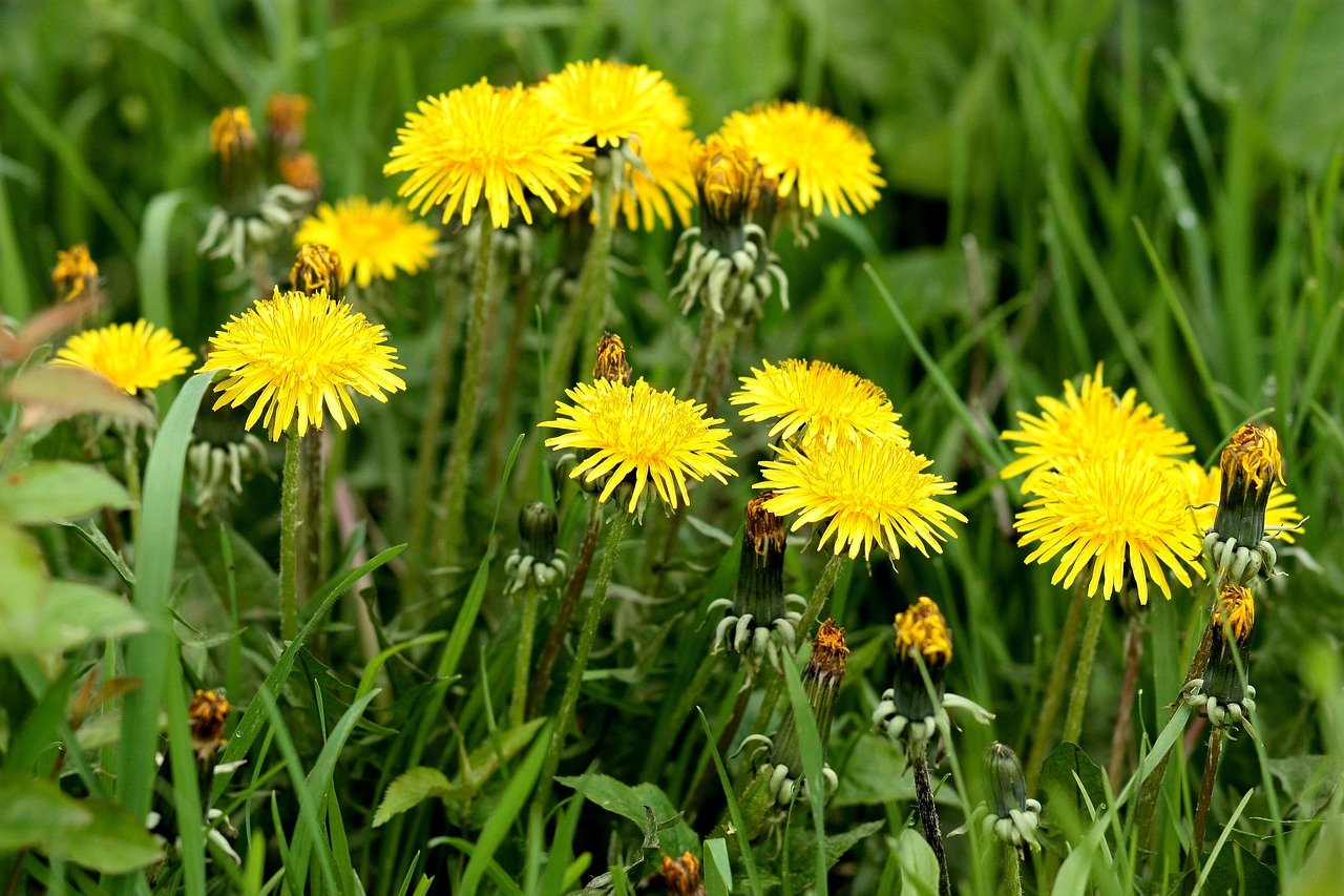 dandelion yellow flower free photo