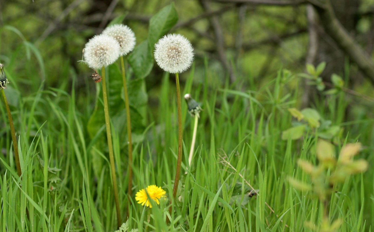 dandelion down plant free photo