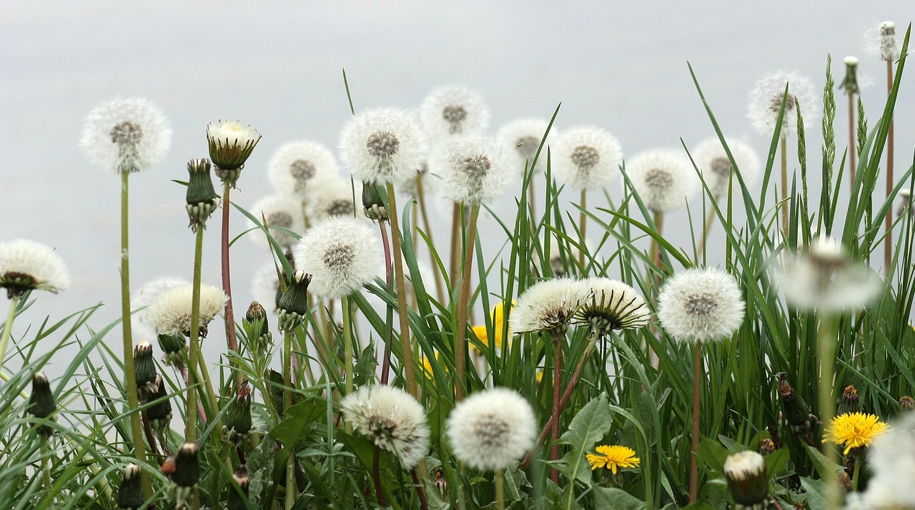 dandelion down plant free photo