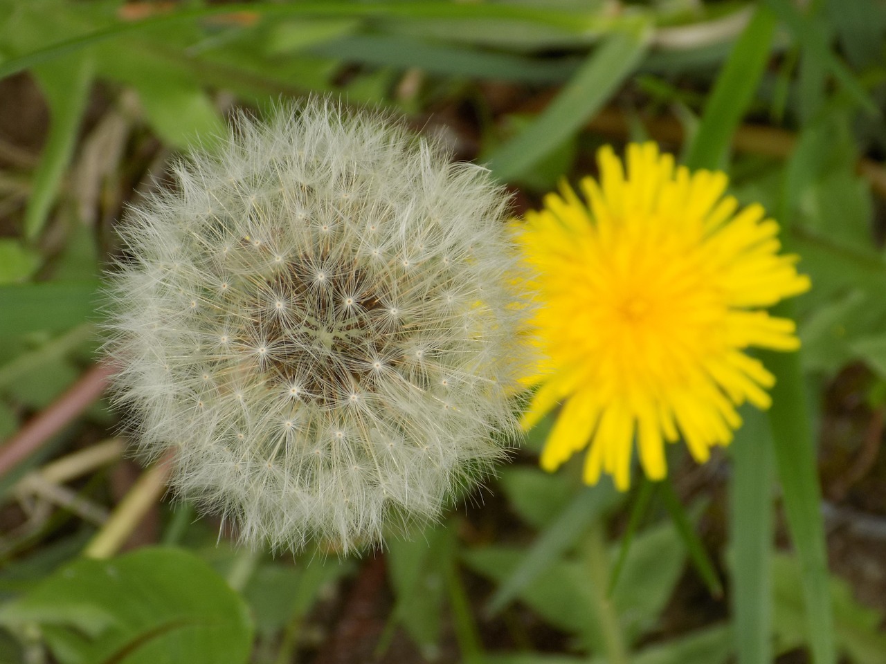 dandelion nature yellow free photo