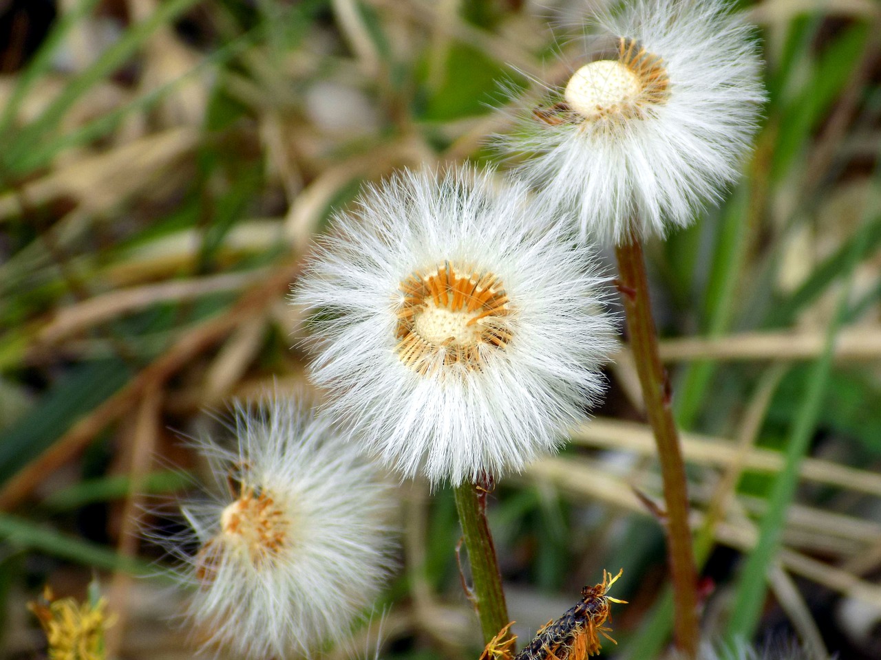 dandelion nature flower free photo