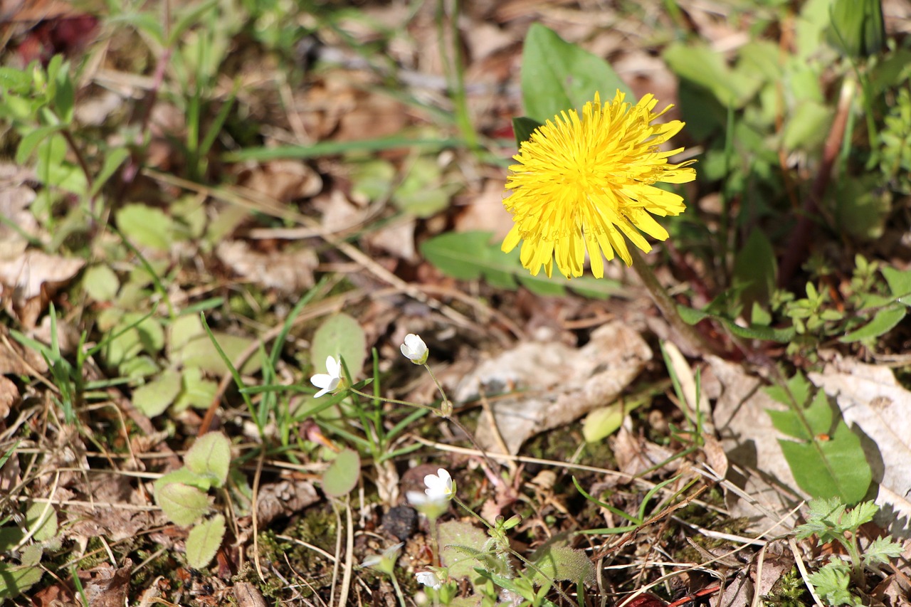 dandelion spring nature free photo