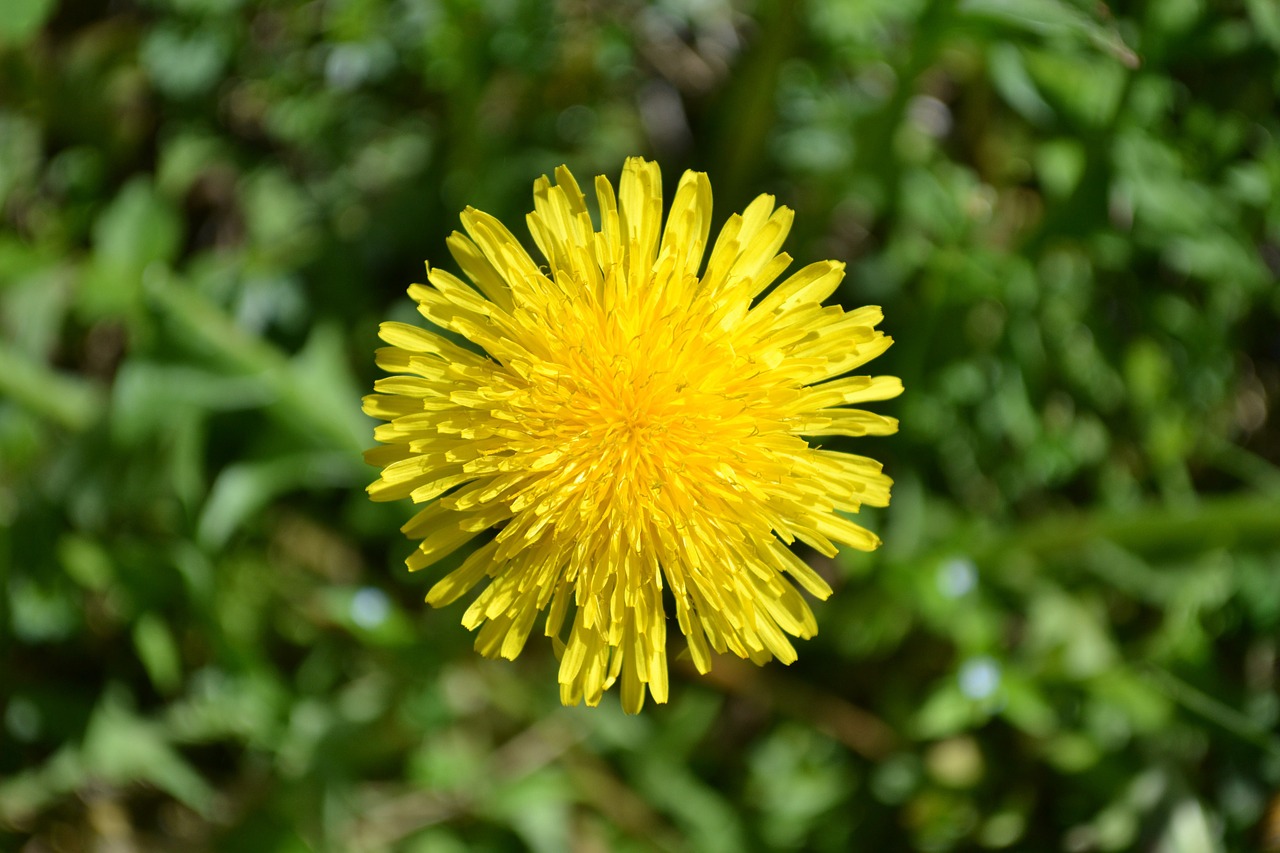 dandelion flower garden free photo