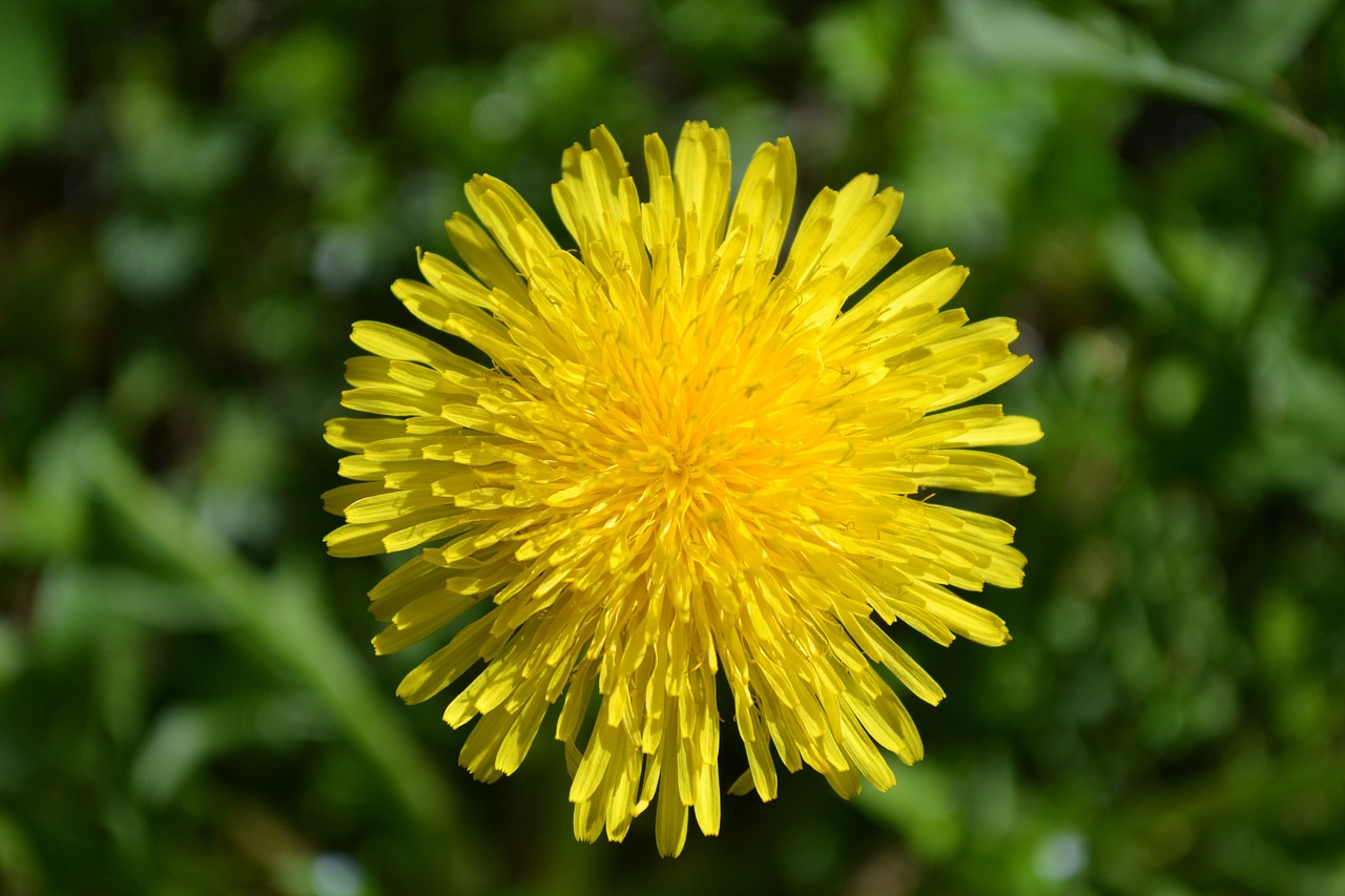 dandelion flower spring free photo