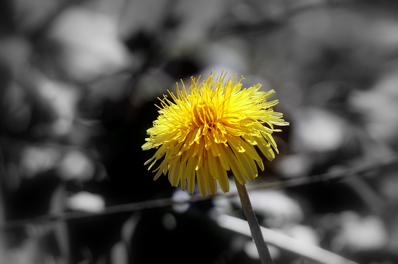 dandelion flower wild flora free photo