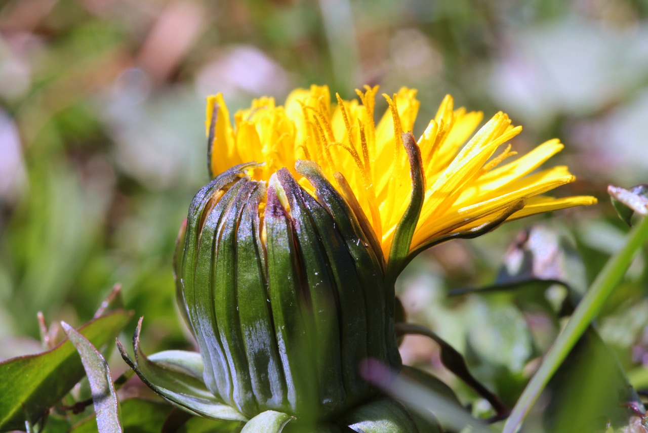 dandelion pointed flower plant free photo