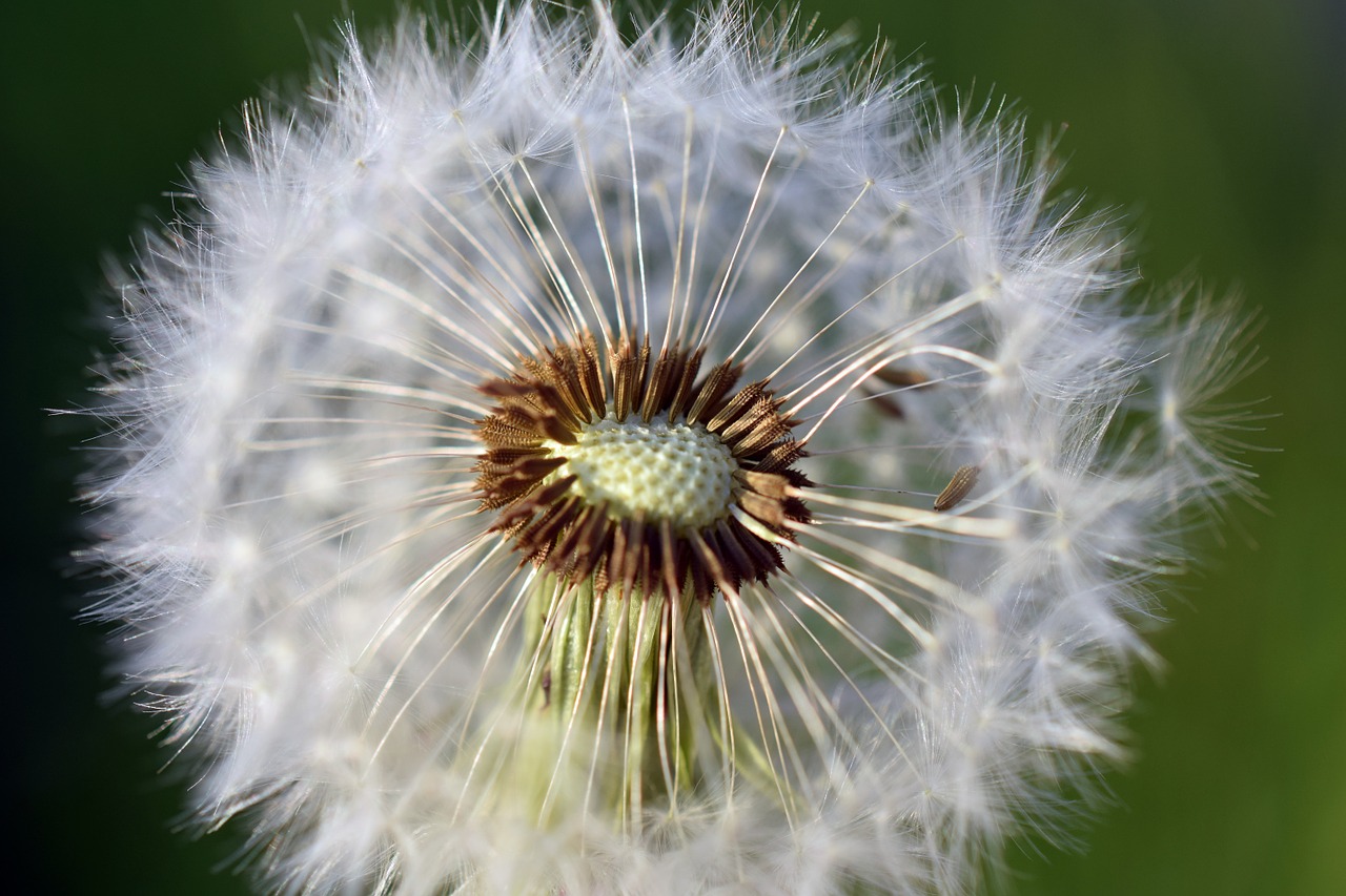 dandelion flower meadow free photo