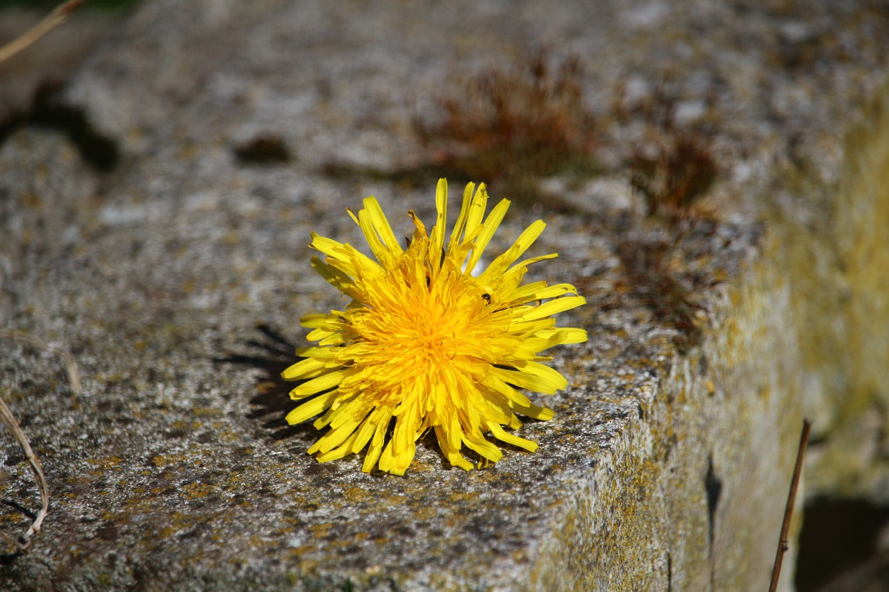 dandelion buttercup blossom free photo