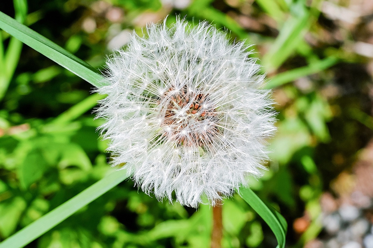 dandelion seeds meadow free photo