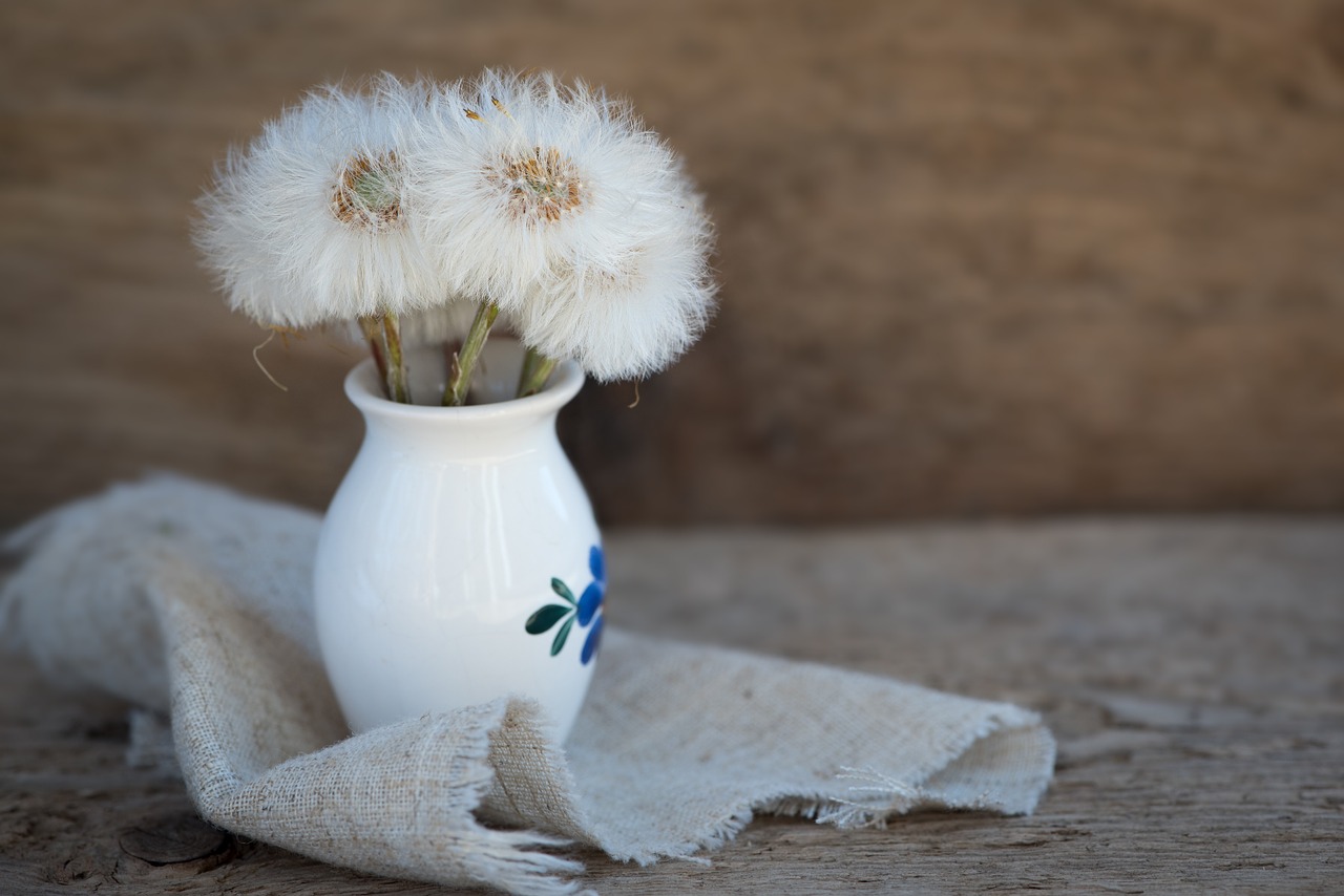 dandelion tussilago farfara seeds free photo