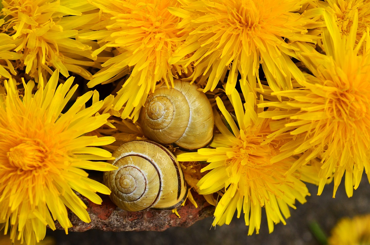 dandelion yellow yellow flower free photo