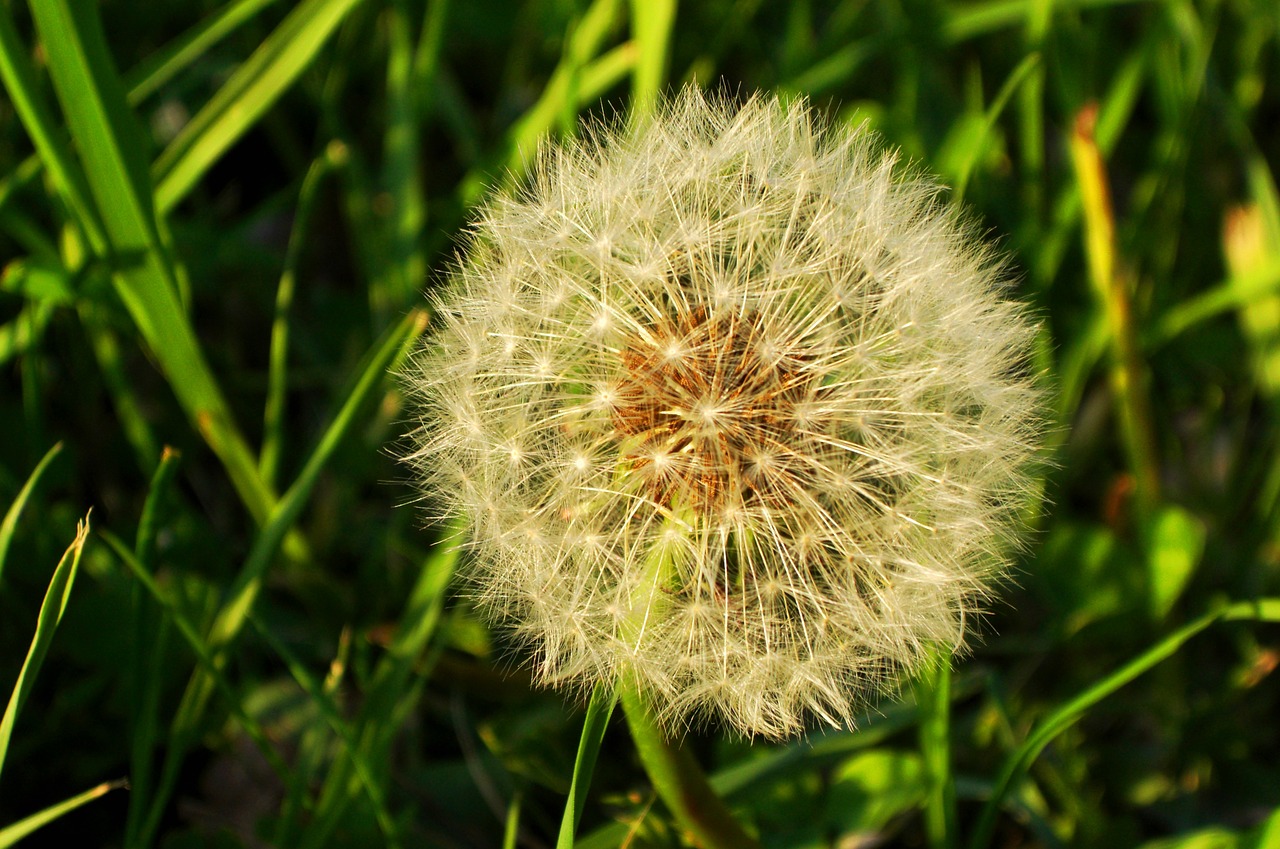 dandelion nature plant free photo