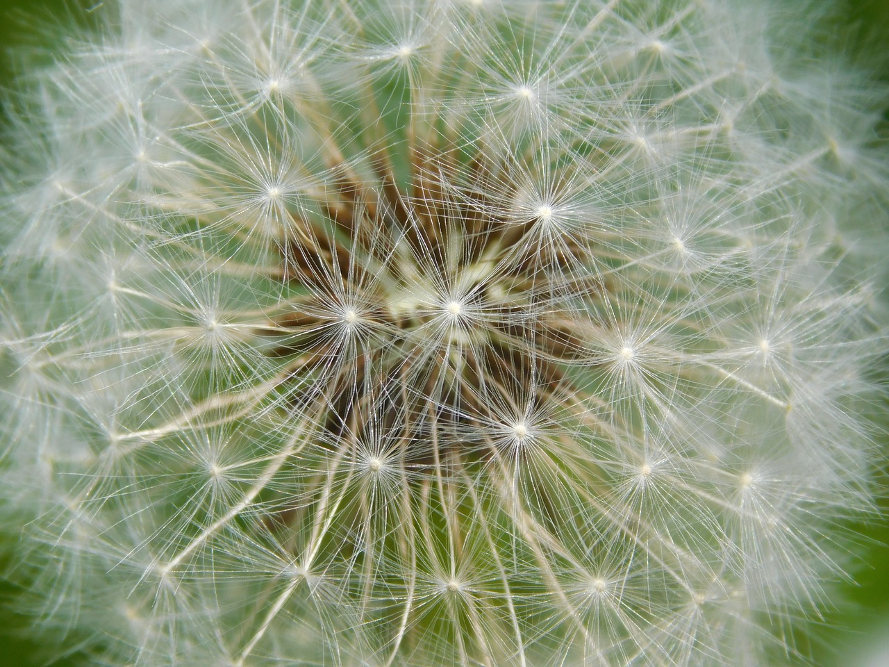 dandelion spring summer free photo