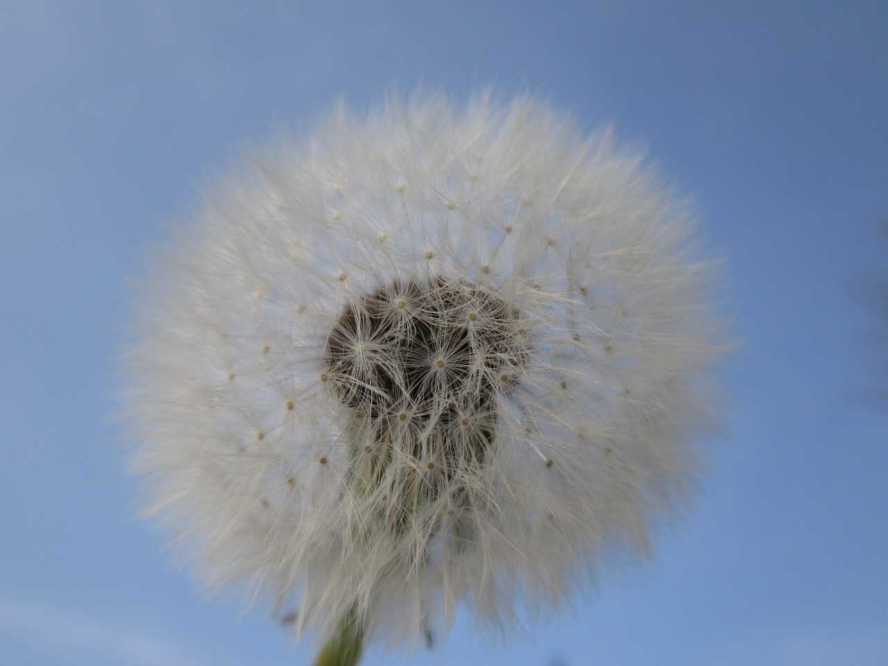 dandelion sky air free photo