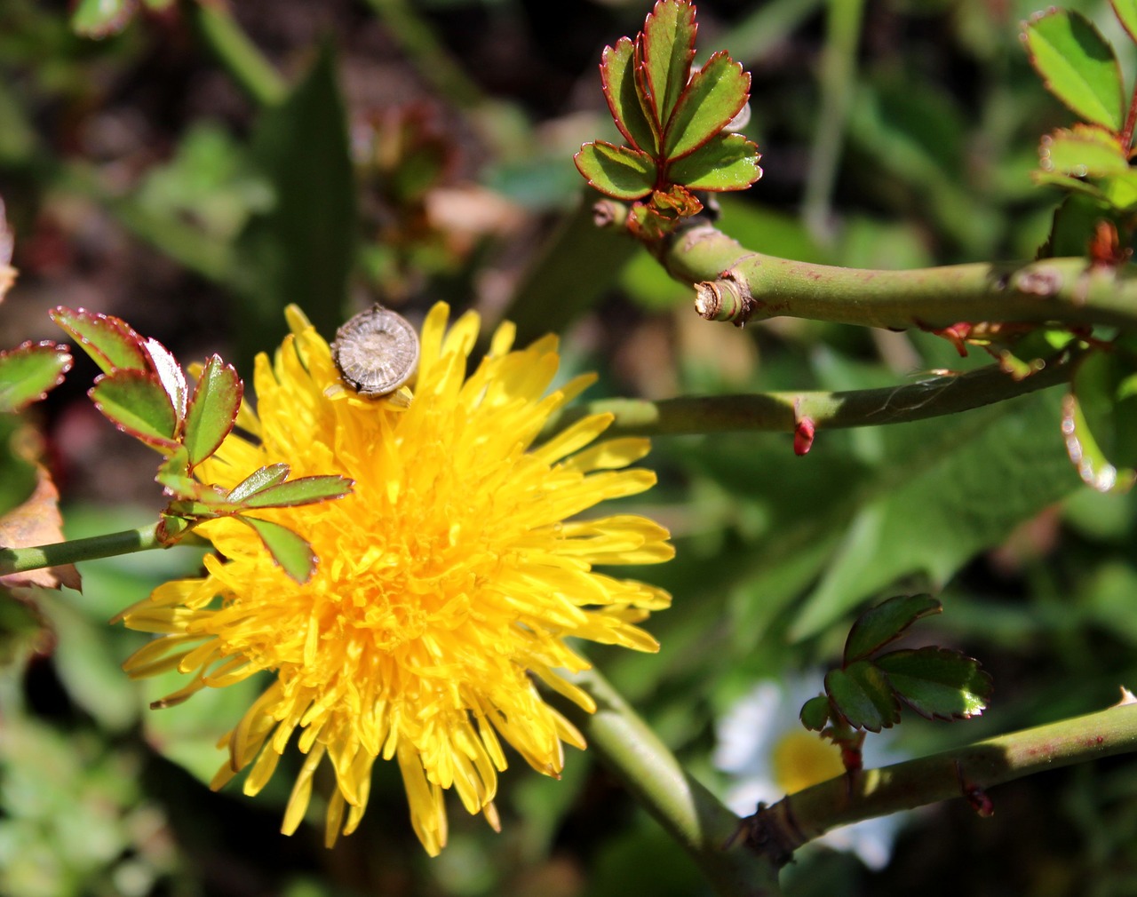 nature dandelion yellow free photo