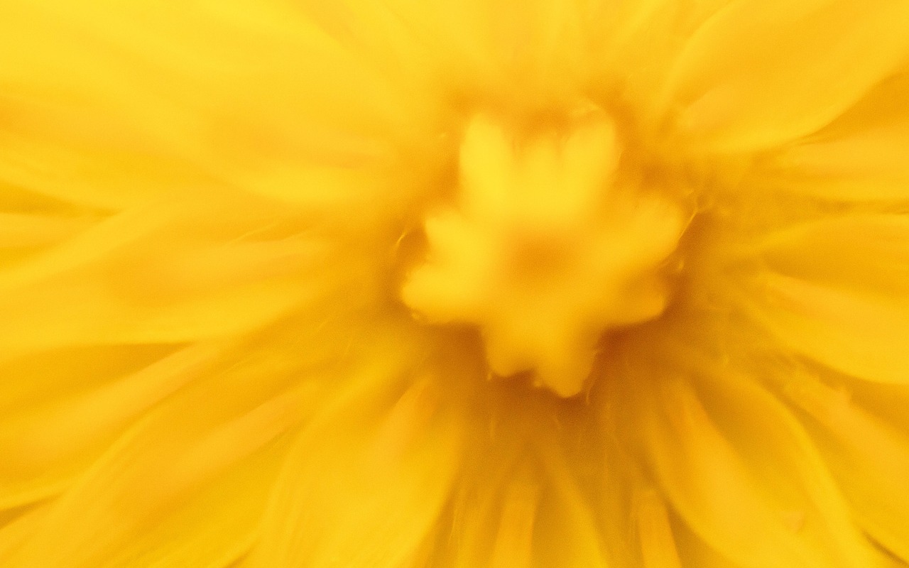 dandelion tooth lion nature free photo