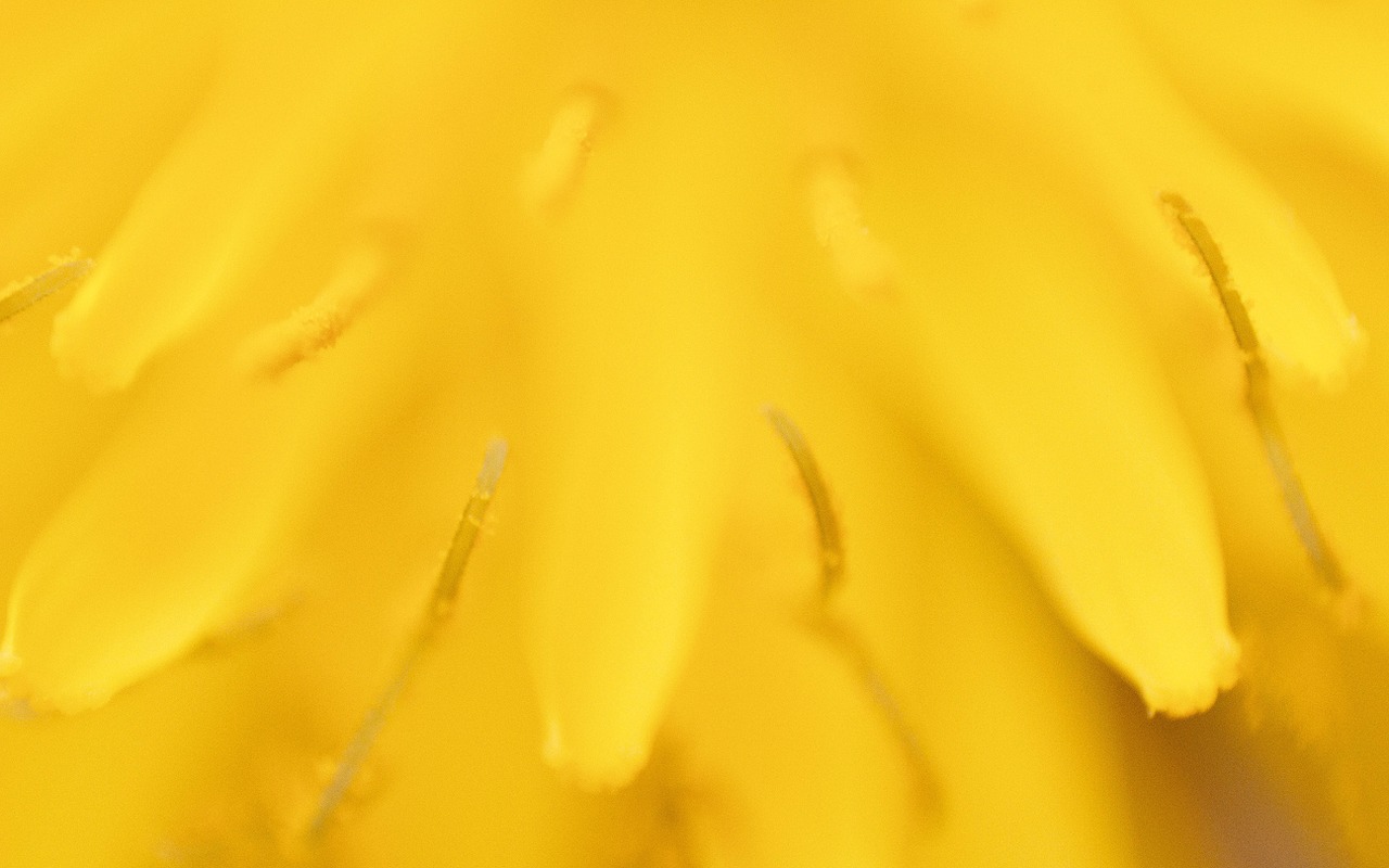 dandelion tooth lion nature free photo