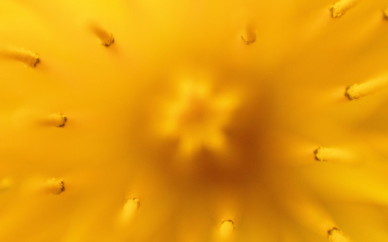 dandelion tooth lion nature free photo