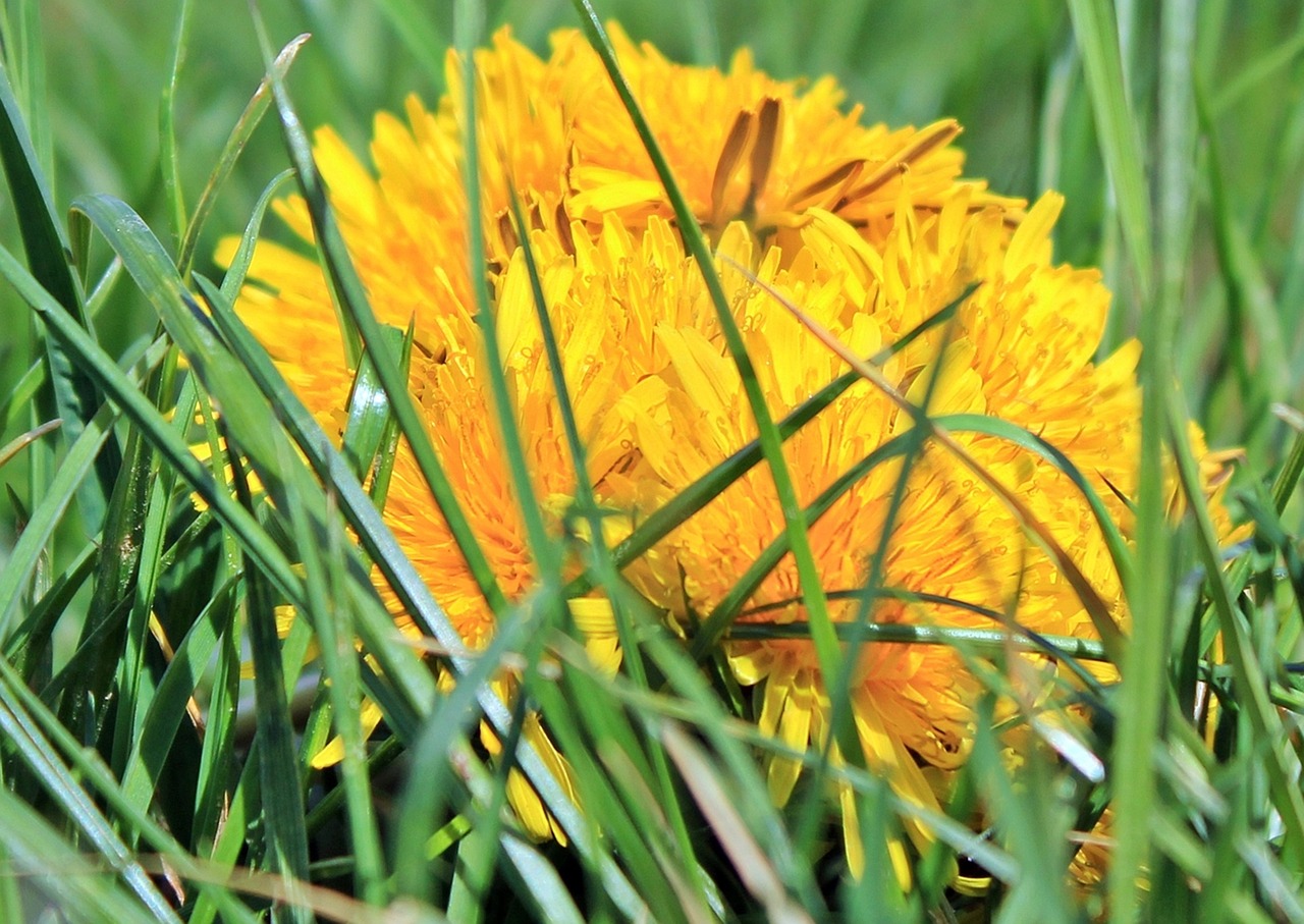 dandelion grass nature free photo