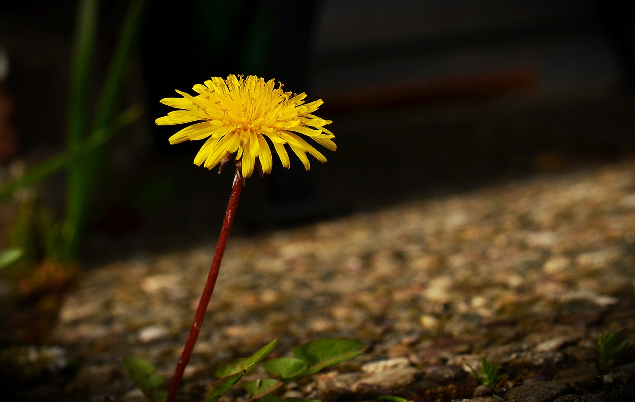 dandelion yellow light free photo