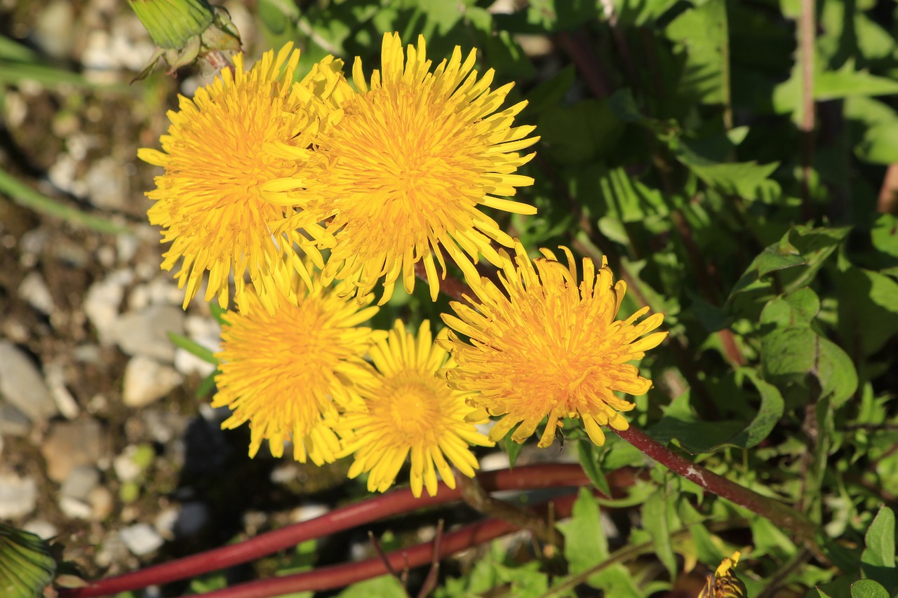 dandelion yellow plant free photo